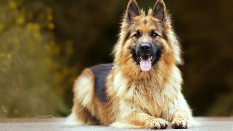 Must-Know Facts Before Adopting a German Shepherd