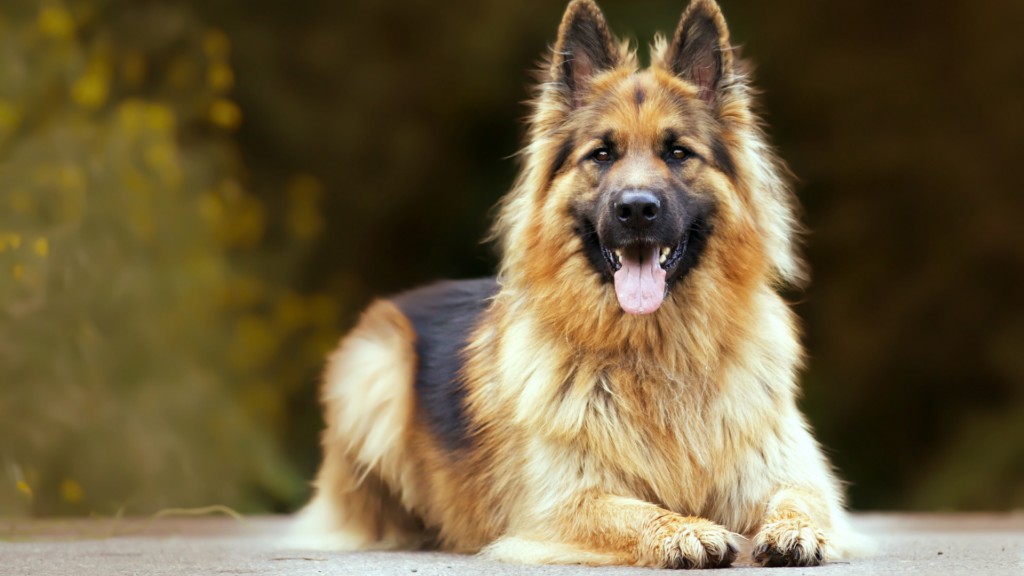 Must-Know Facts Before Adopting a German Shepherd