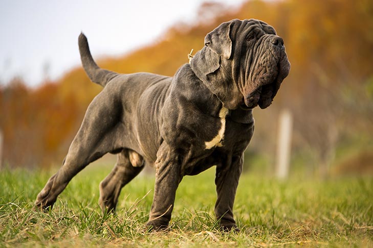 5 Goofy-Looking Dog Breeds with Unforgettable Faces 11 Neapolitan Mastiff