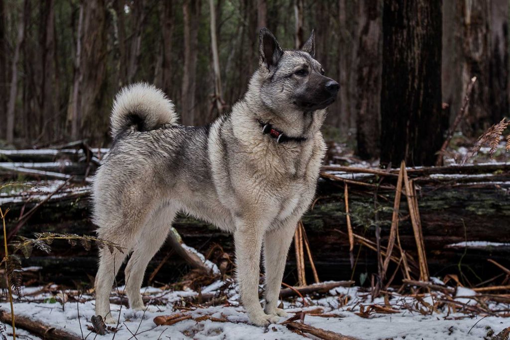 6 Independent Dog Breeds That Prefer Their Own Space 4 The Norwegian Elkhound is a rugged spitz breed originating from Scandinavia