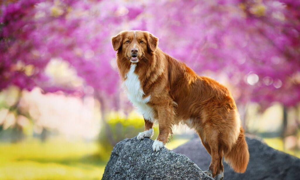 7 Athletic Mid-Sized Dogs That Live Long Lives 5 Nova Scotia Duck Tolling Retriever