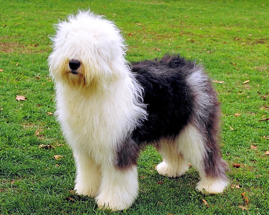 7 Fluffy Dog Breeds That Require Frequent Grooming 2 Old English Sheepdog
