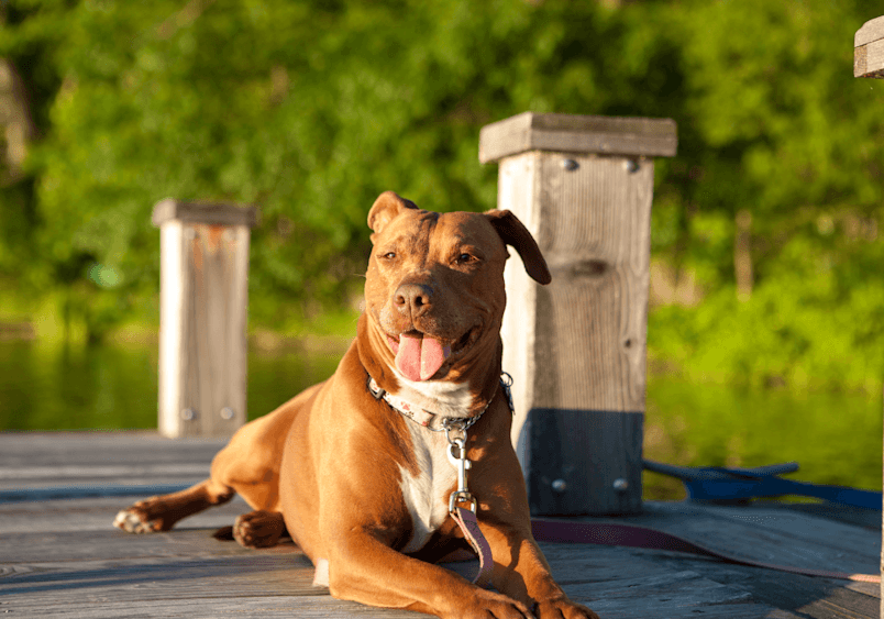Everything You Need to Know Before Owning a Pitbull 5 Pitbull Exercise Needs