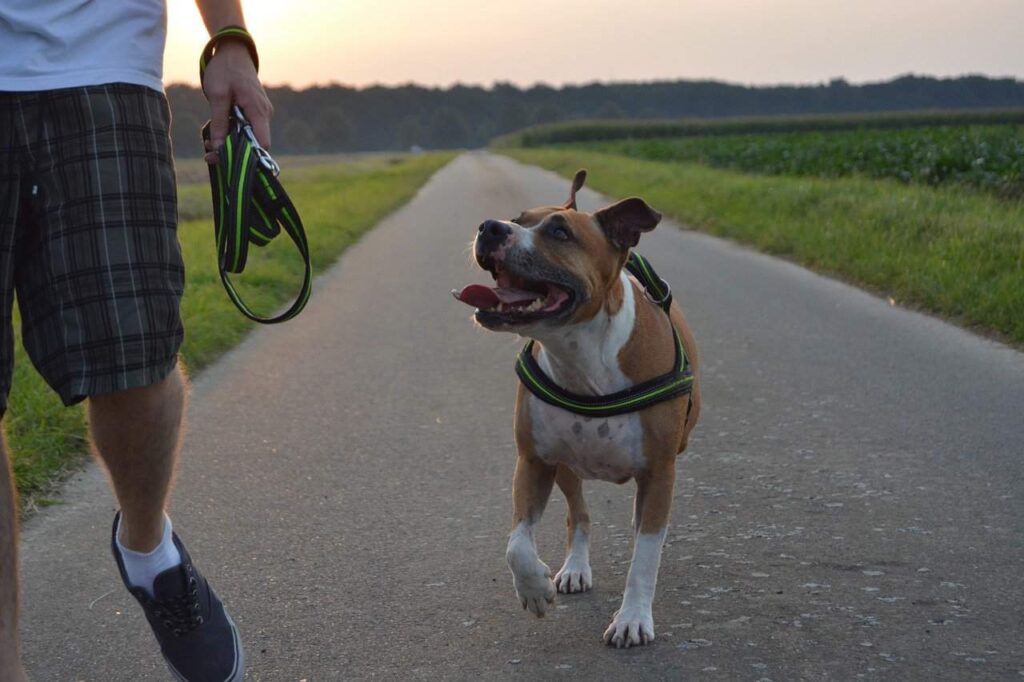 Everything You Need to Know Before Owning a Pitbull 6 Socialization and Training Requirements