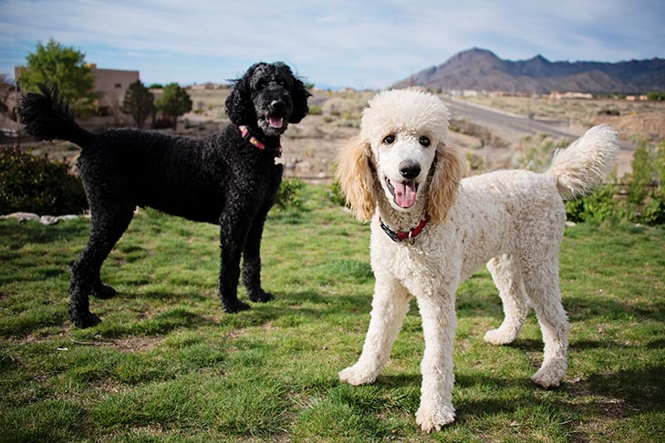 5 Clever Dog Breeds That Love to Outsmart Their Humans 3 Standard Poodle