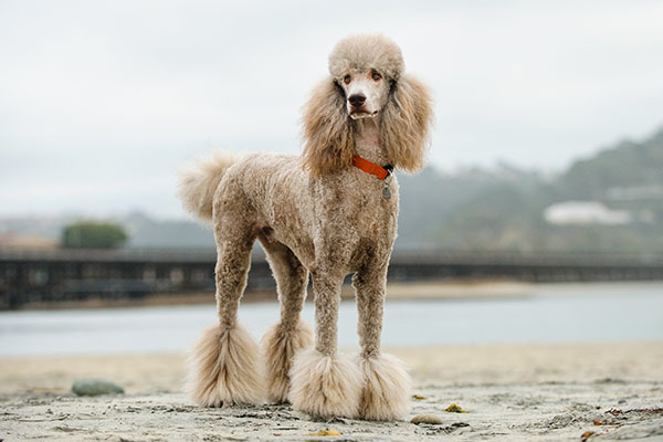 7 Luxury Companion Dog Breeds That Exude Comfort & Class 2 Poodle