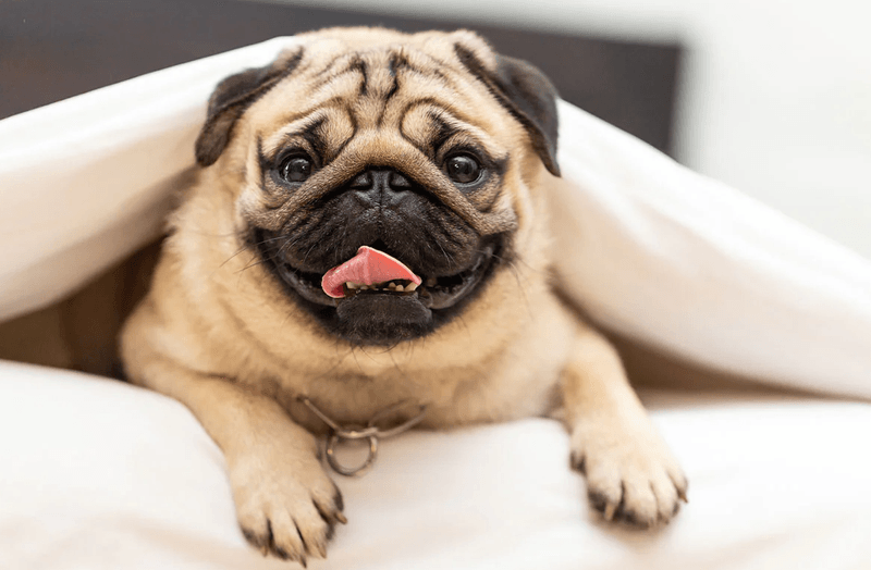 5 Goofy-Looking Dog Breeds with Unforgettable Faces 7 Pug Dog Breed