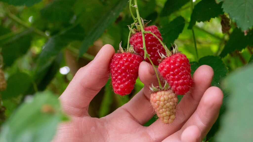11 Fat-Burning Foods That Slim Your Waistline Fast 6 Raspberries