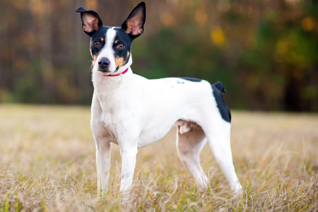 Top 7 Affordable Dog Breeds with Long Lifespans 4 Rat Terrier Dog Breed