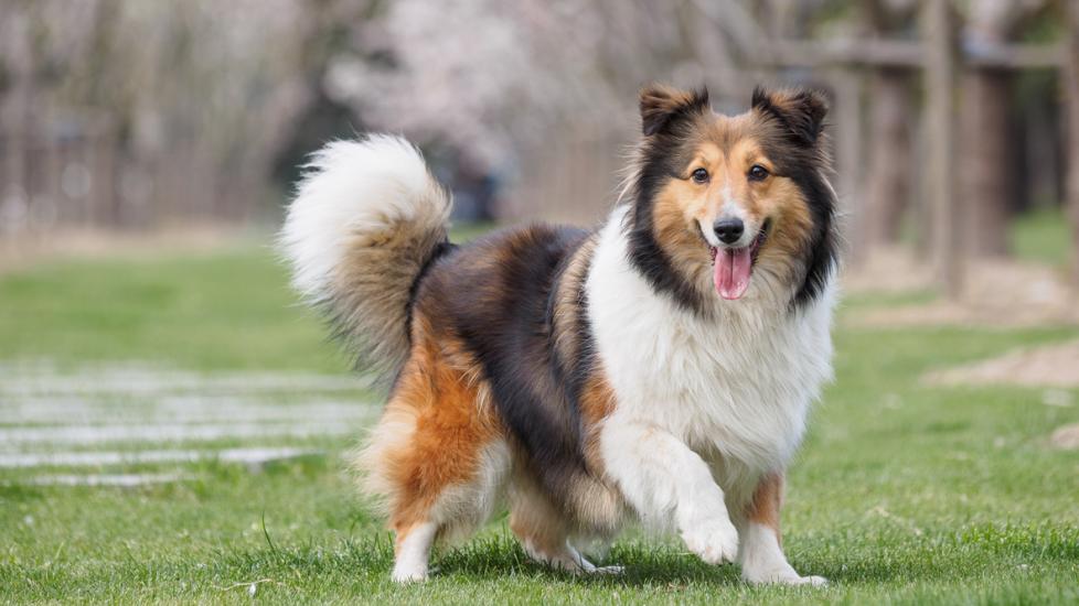 Top 7 Off-Leash Dog Breeds That Live the Longest 5 Shetland Sheepdog Breed