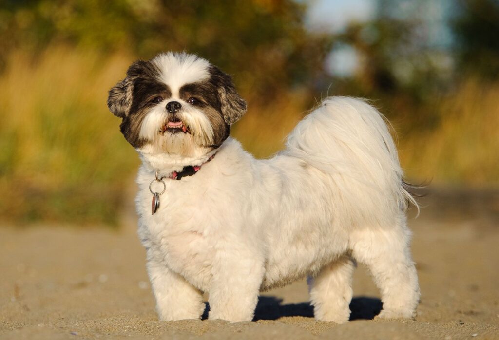 7 Hypoallergenic Small Dog Breeds That Are Cute & Low-Mess 3 Shih Tzu Dog Breed