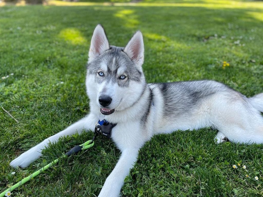 8 Independent Dog Breeds That Can Be Seriously Stubborn 4 Siberian Husky