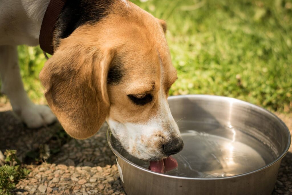 7 Nutrition Tips for Keeping Small Dog Breeds Healthy 7 Stay Hydrated