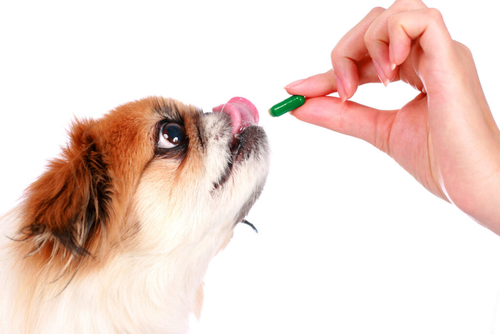 7 Nutrition Tips for Keeping Small Dog Breeds Healthy 5 Supplement Wisely
