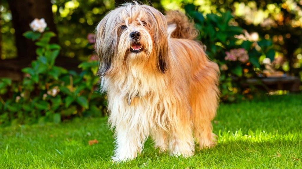 7 Fluffy Dog Breeds That Require Frequent Grooming 6 Tibetan Terrier
