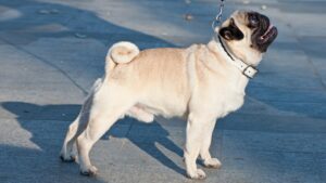 Top 5 Most Judgmental Dog Breeds With Attitude