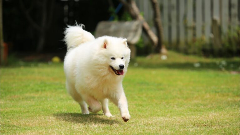 Top 7 Off-Leash Dog Breeds That Live the Longest