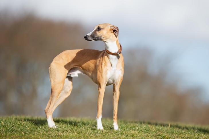 Top 7 Off-Leash Dog Breeds That Live the Longest 3 Whippet Dog Breed