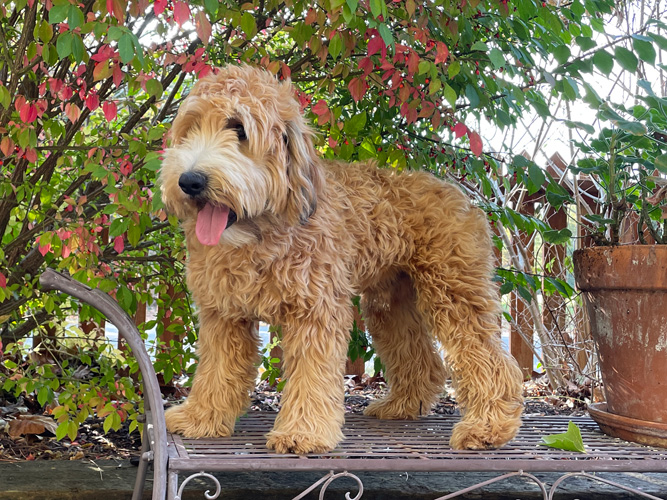 7 Designer Medium Dog Breeds That Modern Families Adore 8 Whoodle