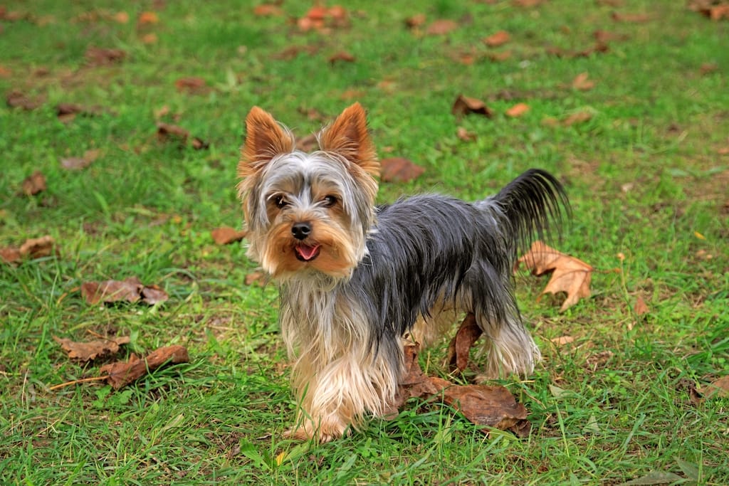 7 Hypoallergenic Small Dog Breeds That Are Cute & Low-Mess 4 Yorkshire Terrier Dog Breed