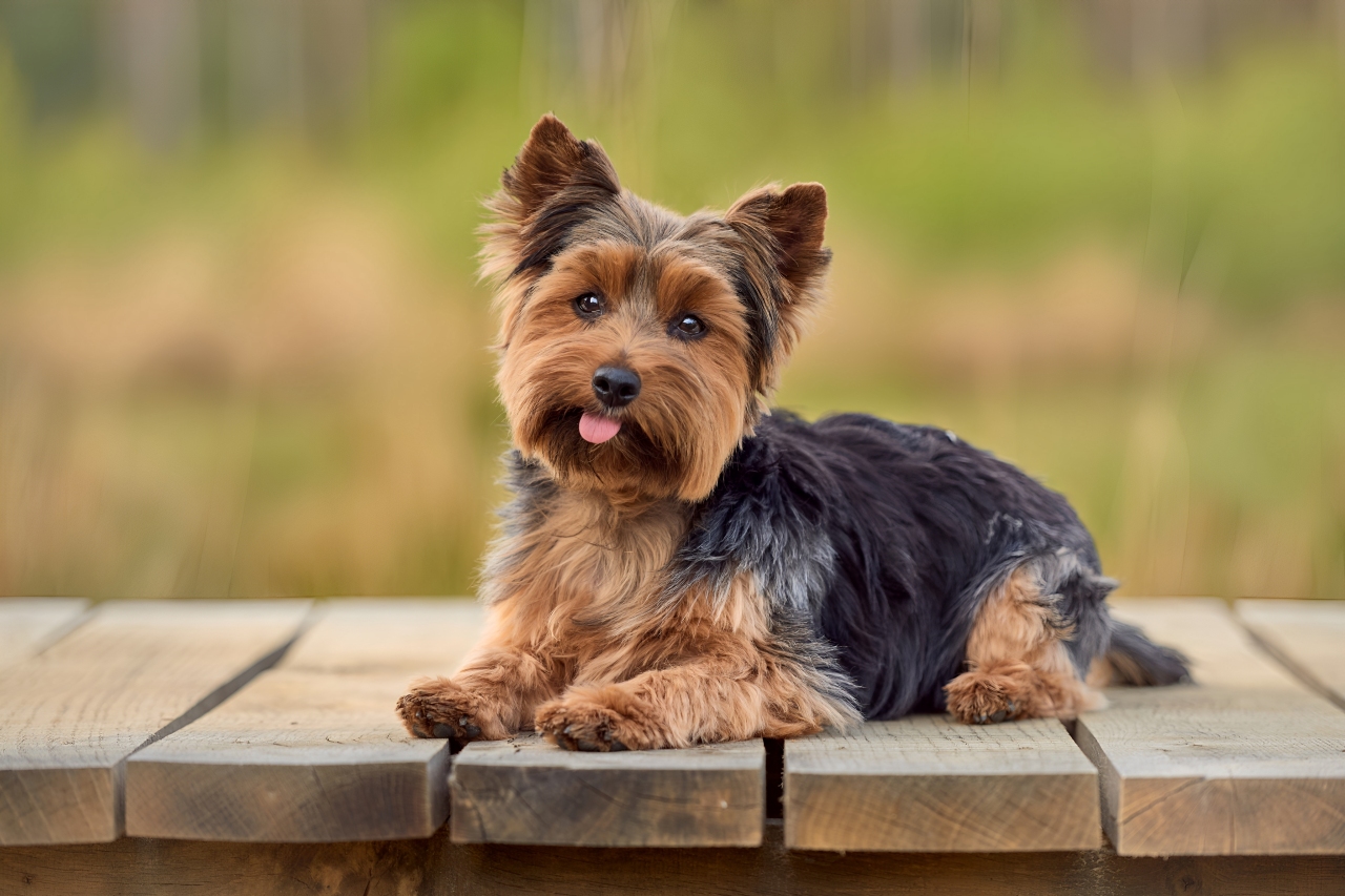 11 Always-Young Dog Breeds Known for Their Long Lifespans 7 Yorkshire Terrier