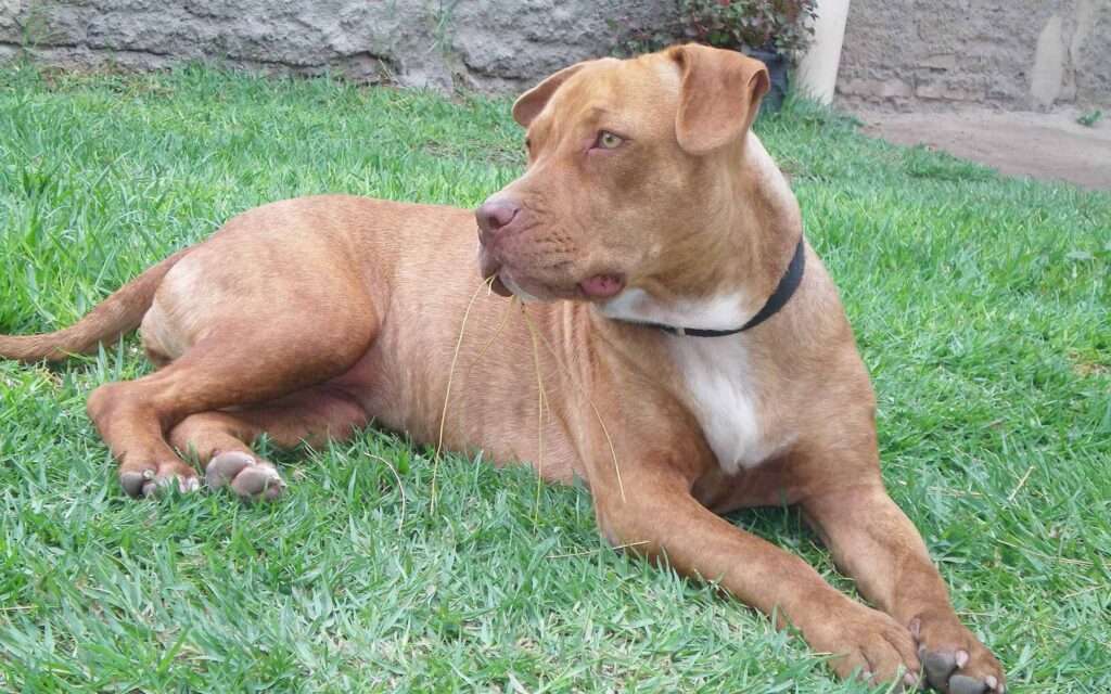 American Staffordshire Terrier vs. American Pit Bull Terrier 5 Trainability