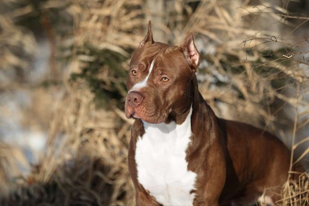 American Staffordshire Terrier vs. American Pit Bull Terrier 4 American Pit Bull Terriers