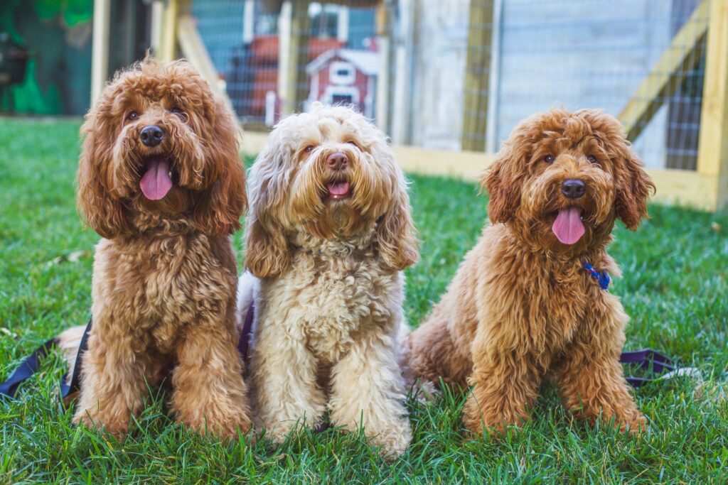 7 Designer Medium Dog Breeds That Modern Families Adore 7 Australian Labradoodle