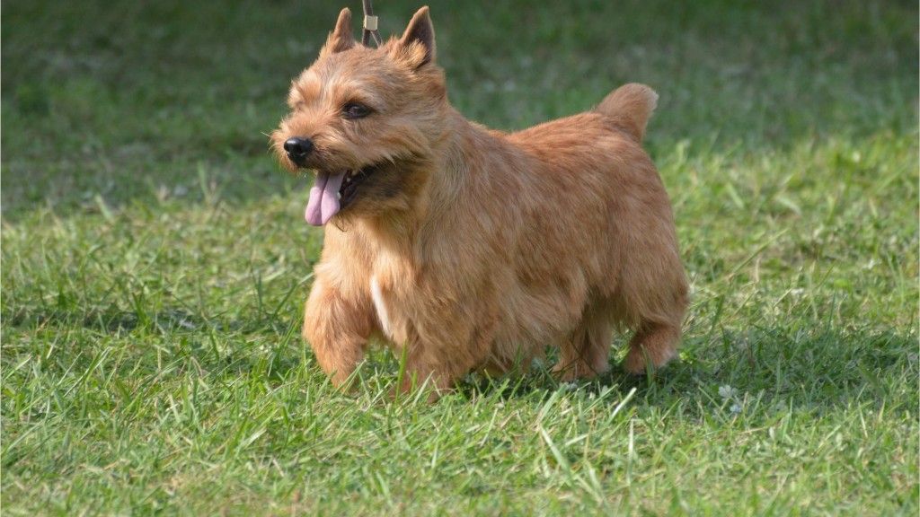 Top 7 Low-Shedding Dogs Packed With Energy 7 Australian Terrier