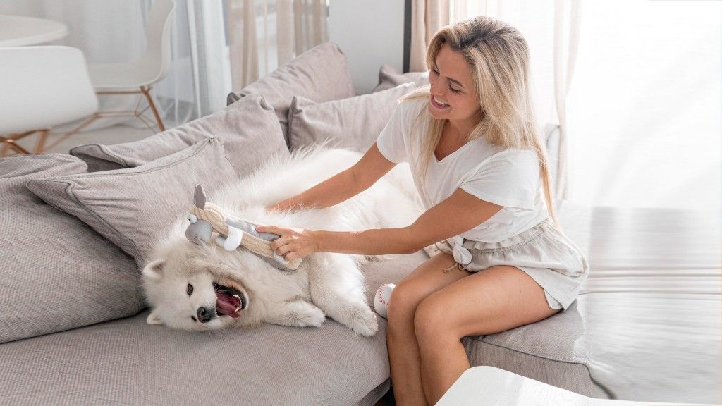 Best 5 Couch-Loving Dog Breeds for Easygoing Lifestyles