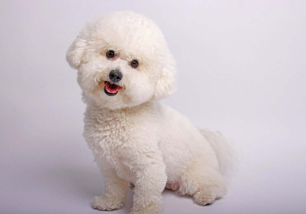 7 Low-Shedding Toy Dog Breeds Perfect for Tidy Homes 2 Bichon Frise