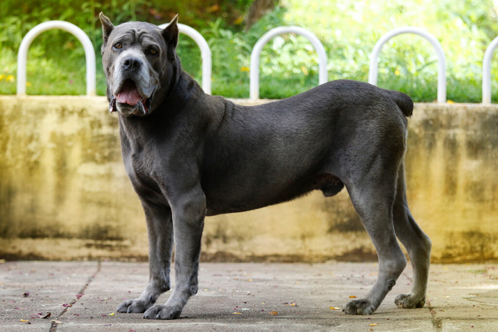 Cane Corso vs. Presa Canario: Traits, Temperament & Training Compared 3 Grooming and Exercise Requirements