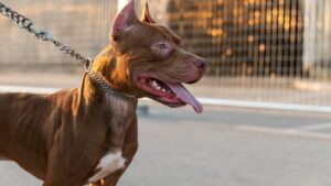 9 Dogs with the Strongest Jaws for Guard Duty