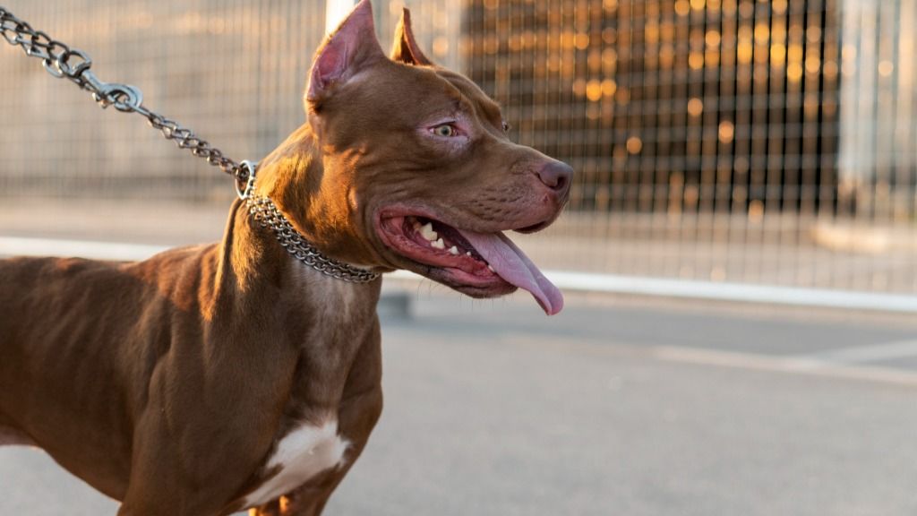 9 Dogs with the Strongest Jaws for Guard Duty