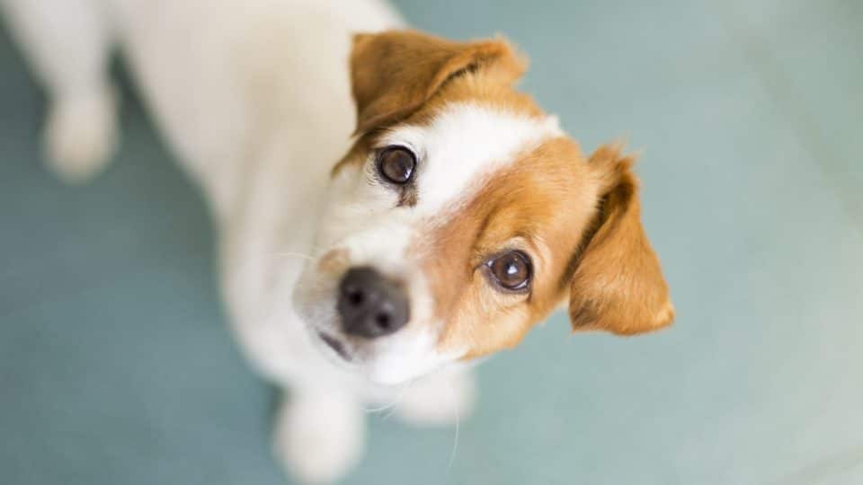 7 Ways Your Dog Talks to You Without Words 3 Eye Contact