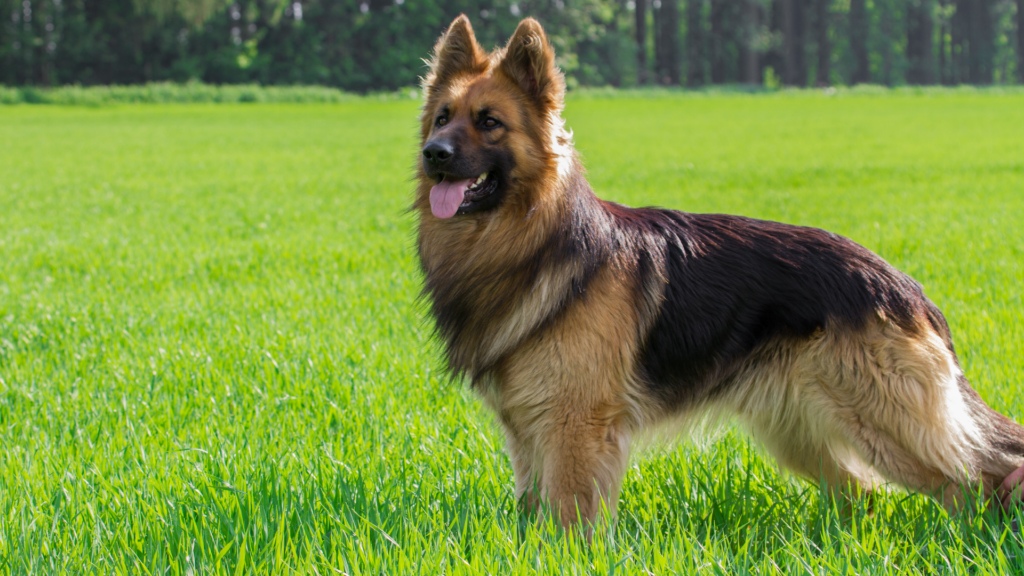 7 Large Dog Breeds That Are Perfect for Alert Home Protection 2 German Shepherd