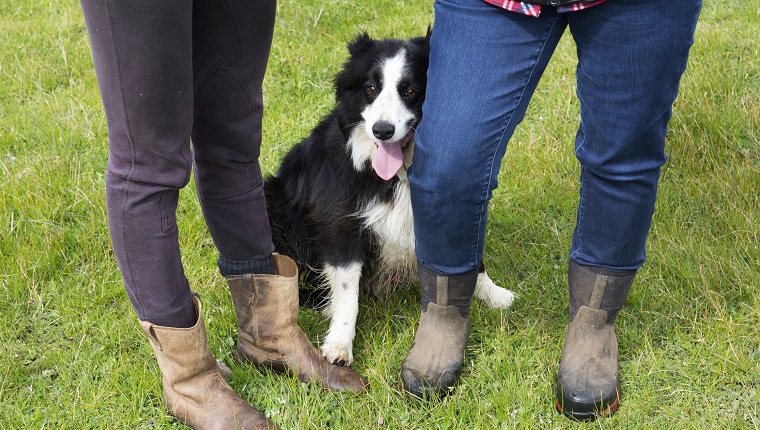 7 Ways Your Dog Talks to You Without Words 5 Leaning