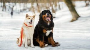 Meet the 8 Most Courageous Dog Breeds That Stay True No Matter What