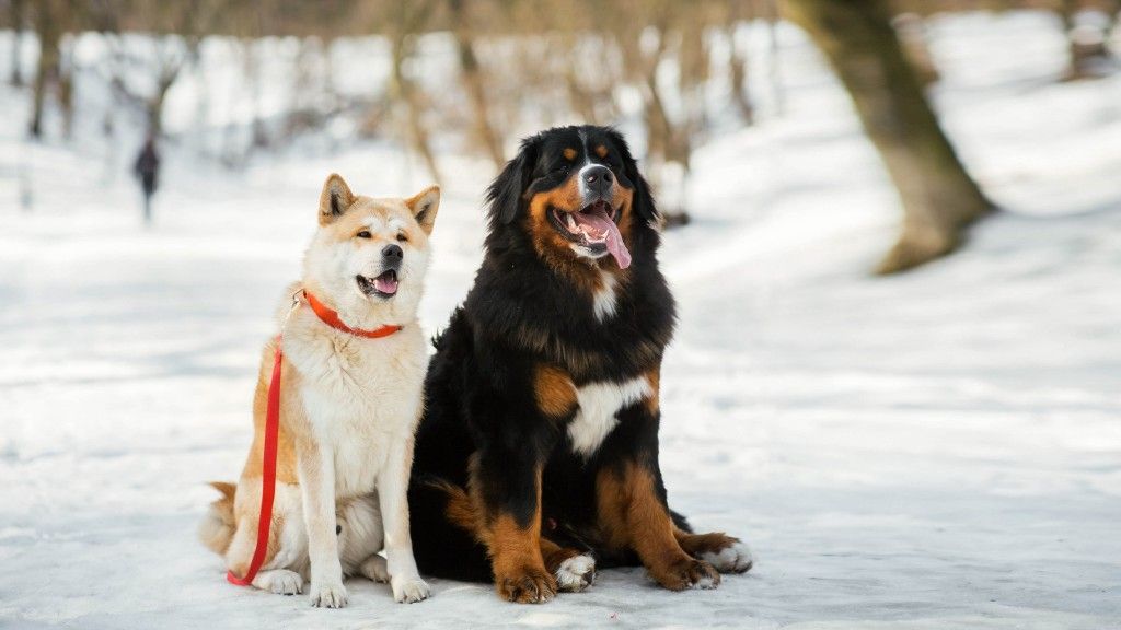Meet the 8 Most Courageous Dog Breeds That Stay True No Matter What