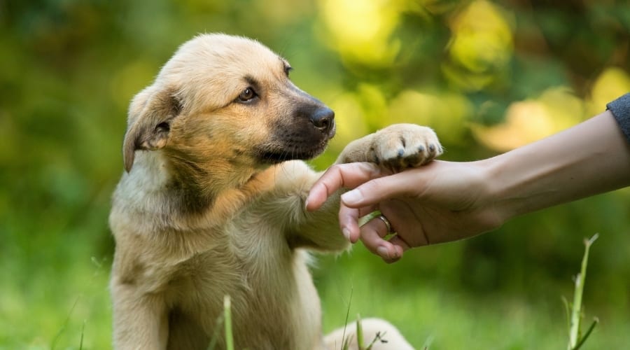 7 Ways Your Dog Talks to You Without Words 4 Pawing