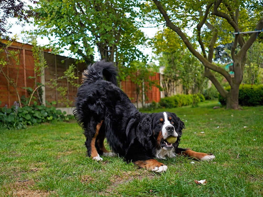7 Ways Your Dog Talks to You Without Words 8 Play Bow