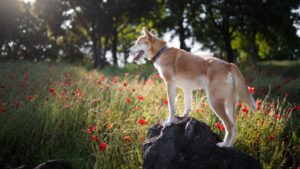 Top 7 Dog Breeds with the Strongest Hunting Instincts