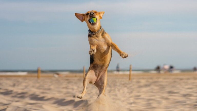 Top 7 Low-Shedding Dogs Packed With Energy