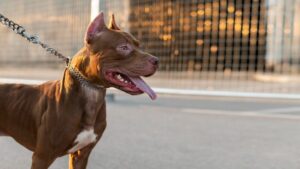 World’s 7 Most Aggressive Dog Breeds