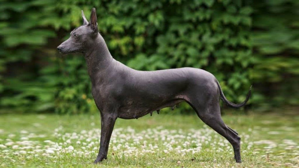Top 7 Low-Shedding Dogs Packed With Energy 8 Xoloitzcuintli