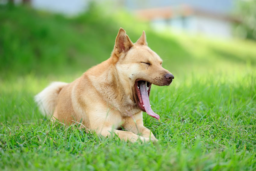 7 Ways Your Dog Talks to You Without Words 6 Yawning